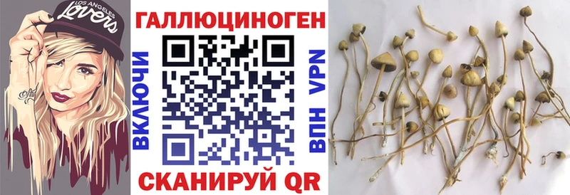 где продают   Геленджик  Псилоцибиновые грибы GOLDEN TEACHER 